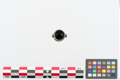 Foto von Bronzeortband (NHMW-PRAE-024361)